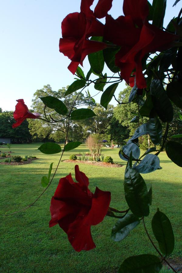 Seven Oaks Bed & Breakfast Highpoint エクステリア 写真